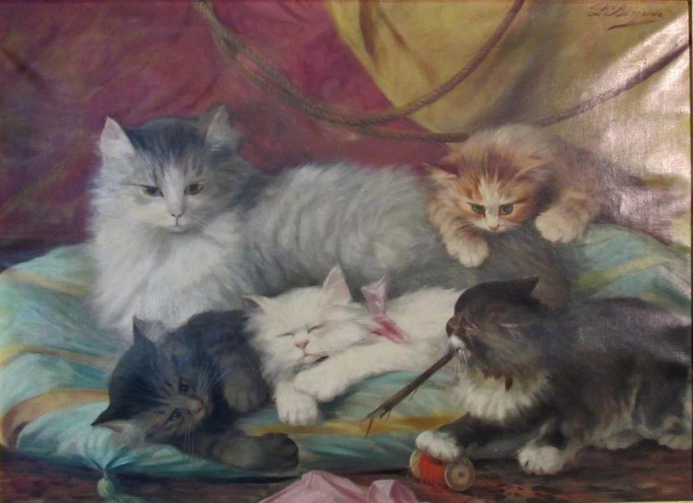 Gatti e gattini